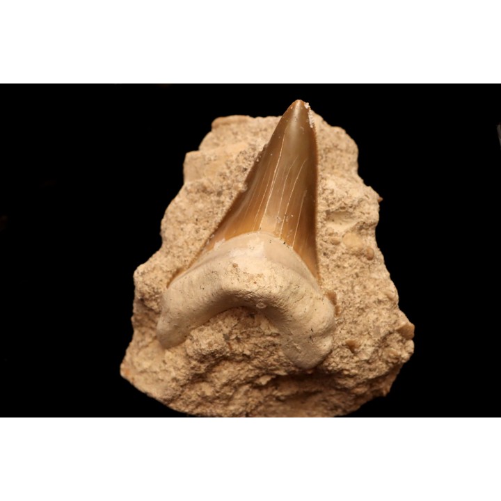 dent de requin: CARCHAROCLES SOKOLOVI Barthonien (éocène) Boujdour, maroc