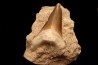 dent de requin: CARCHAROCLES SOKOLOVI Barthonien (éocène) Boujdour, maroc