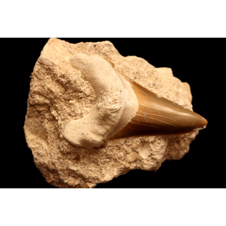 dent de requin: CARCHAROCLES SOKOLOVI Barthonien (éocène) Boujdour, maroc