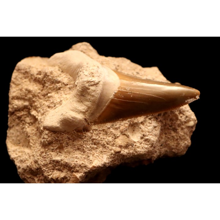 dent de requin: CARCHAROCLES SOKOLOVI Barthonien (éocène) Boujdour, maroc