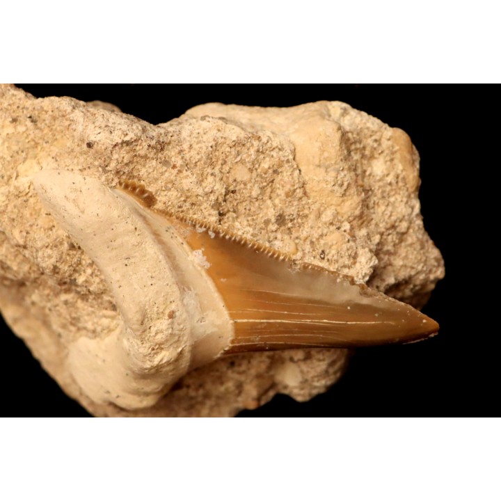 dent de requin: CARCHAROCLES SOKOLOVI Barthonien (éocène) Boujdour, maroc