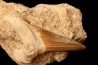 CARCHAROCLES SOKOLOVI - Barthonian - Boujdour, morocco