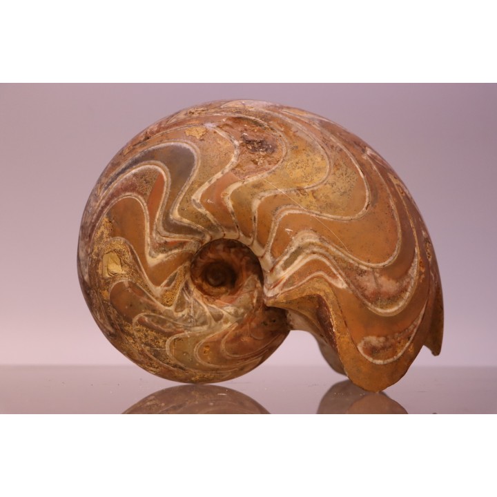 gros specimen de goniatite: MANTICOCERAS SINUOSUM - dévonien sup.- Erfoud, Maroc