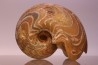 gros specimen de goniatite: MANTICOCERAS SINUOSUM - dévonien sup.- Erfoud, Maroc