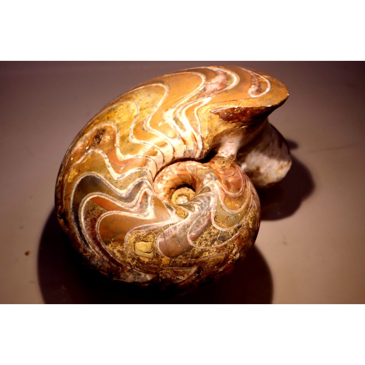 big size goniatit: MANTICOCERAS SINUOSUM - Up. devonian - Erfoud, Morocco