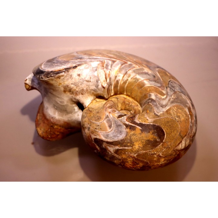 big size goniatit: MANTICOCERAS SINUOSUM - Up. devonian - Erfoud, Morocco