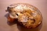 gros specimen de goniatite: MANTICOCERAS SINUOSUM - dévonien sup.- Erfoud, Maroc