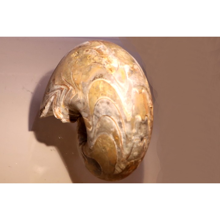 gros specimen de goniatite: MANTICOCERAS SINUOSUM - dévonien sup.- Erfoud, Maroc