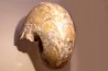 gros specimen de goniatite: MANTICOCERAS SINUOSUM - dévonien sup.- Erfoud, Maroc