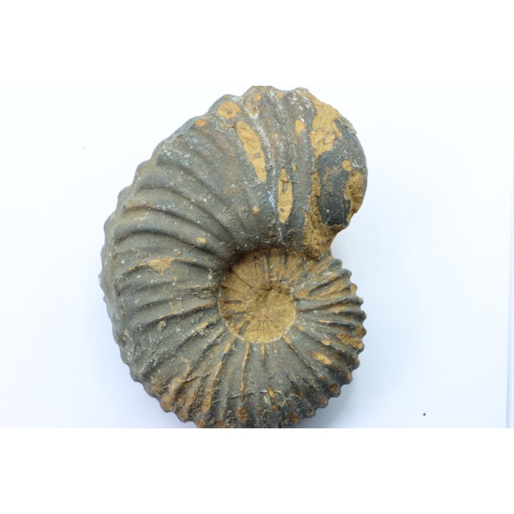 Newboldiceras asiaticum -  (pathologic) - Cenomanian - Atsimo- Andrefana, Madagascar