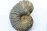 Newboldiceras asiaticum (pathologique) - Cenomanien - Atsimo- Andrefana, Madagascar