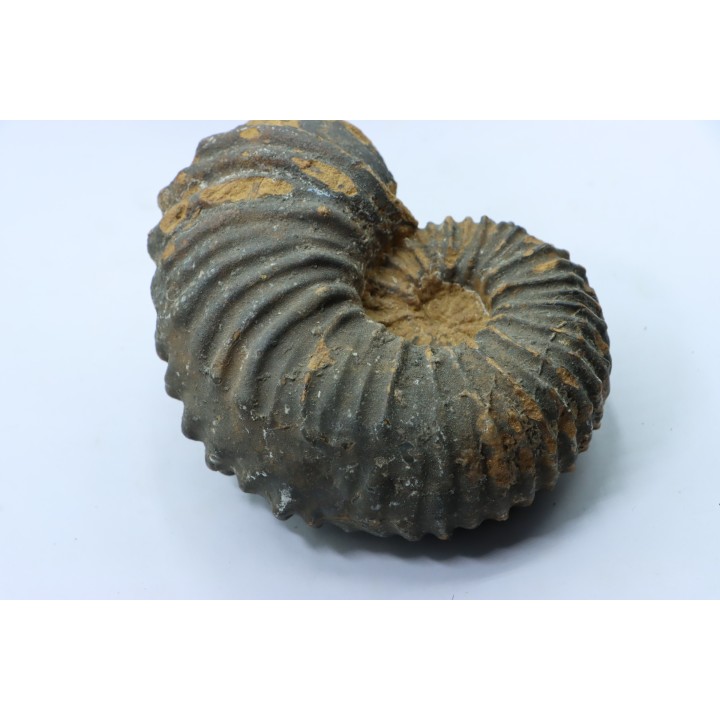 Newboldiceras asiaticum -  (pathologic) - Cenomanian - Atsimo- Andrefana, Madagascar