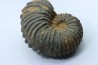 Newboldiceras asiaticum -  (pathologic) - Cenomanian - Atsimo- Andrefana, Madagascar