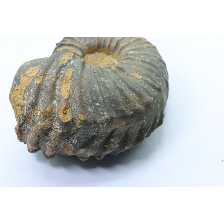 Newboldiceras asiaticum (pathologique) - Cenomanien - Atsimo- Andrefana, Madagascar
