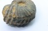 Newboldiceras asiaticum -  (pathologic) - Cenomanian - Atsimo- Andrefana, Madagascar