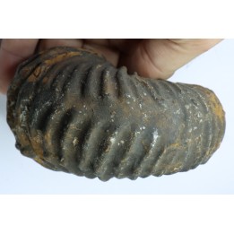 Newboldiceras asiaticum (pathologique) - Cenomanien - Atsimo- Andrefana, Madagascar