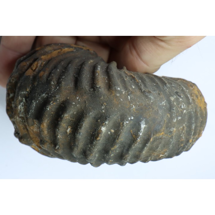 Newboldiceras asiaticum -  (pathologic) - Cenomanian - Atsimo- Andrefana, Madagascar