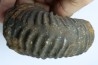 Newboldiceras asiaticum -  (pathologic) - Cenomanian - Atsimo- Andrefana, Madagascar