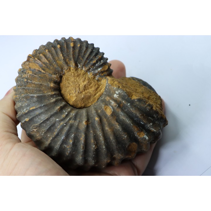 Newboldiceras asiaticum (pathologique) - Cenomanien - Atsimo- Andrefana, Madagascar