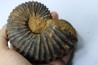 Newboldiceras asiaticum -  (pathologic) - Cenomanian - Atsimo- Andrefana, Madagascar
