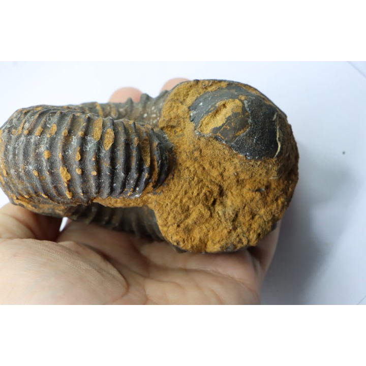 Newboldiceras asiaticum (pathologique) - Cenomanien - Atsimo- Andrefana, Madagascar
