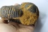 Newboldiceras asiaticum (pathologique) - Cenomanien - Atsimo- Andrefana, Madagascar