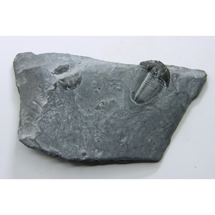 ELRATHIA KINGI - Wheeler fmt - M. cambrian - Wheeler ,Utah ,USA