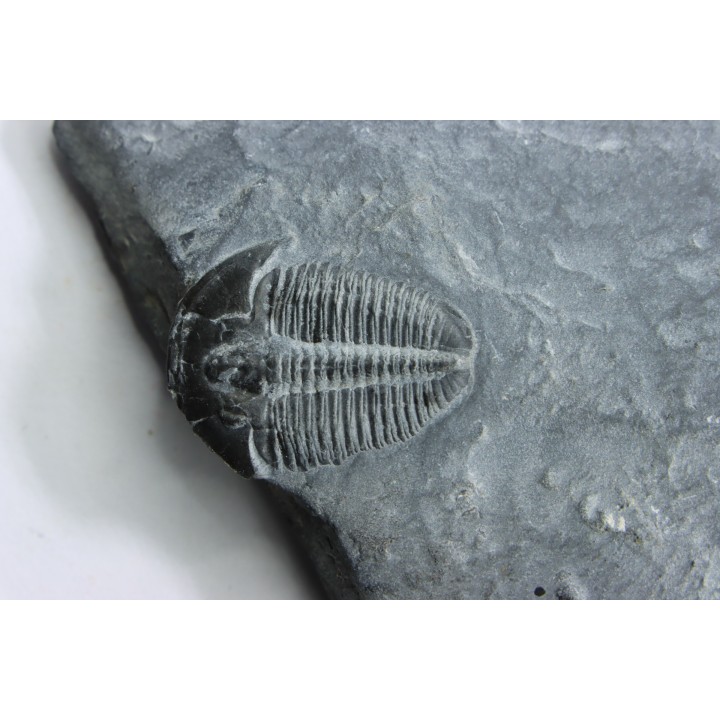ELRATHIA KINGI - Wheeler fmt - M. cambrian - Wheeler ,Utah ,USA