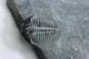 ELRATHIA KINGI - Wheeler fmt - M. cambrian - Wheeler ,Utah ,USA