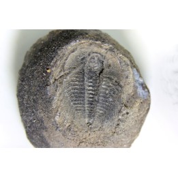 LABIOSTRIA WESTROPI - Cambrien supérieur - British Colombia, CANADA