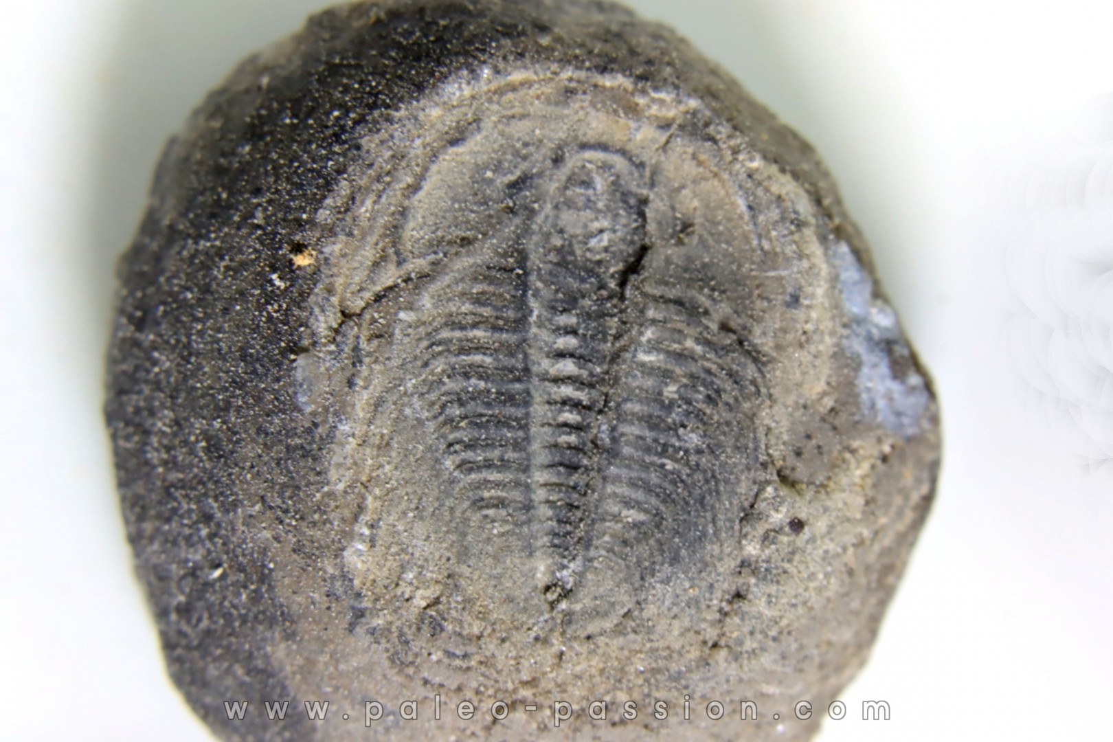 LABIOSTRIA WESTROPI - upper Cambrium - British Colombia, CANADA