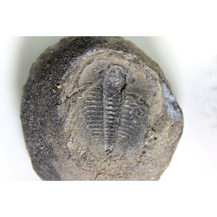 LABIOSTRIA WESTROPI - upper Cambrium - British Colombia, CANADA