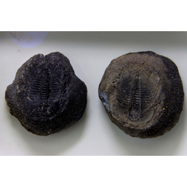 LABIOSTRIA WESTROPI - upper Cambrium - British Colombia, CANADA