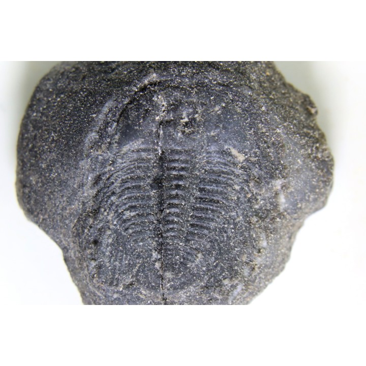 LABIOSTRIA WESTROPI - Cambrien supérieur - British Colombia, CANADA