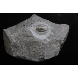 CUMMINGELLA JONESII - Tournaisian Carboniferous - Belgium