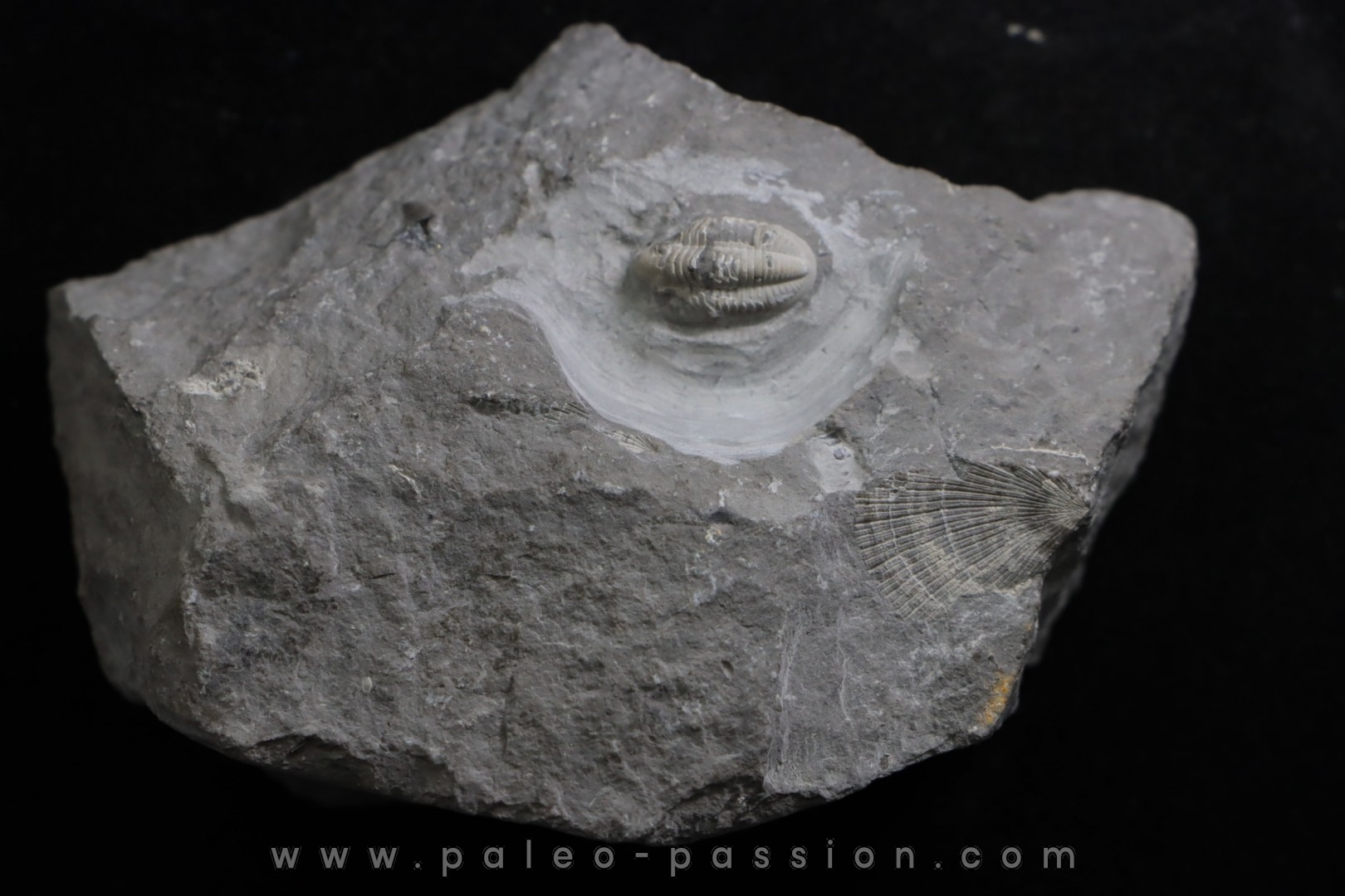 CUMMINGELLA JONESII - Tournaisian Carboniferous - Belgium