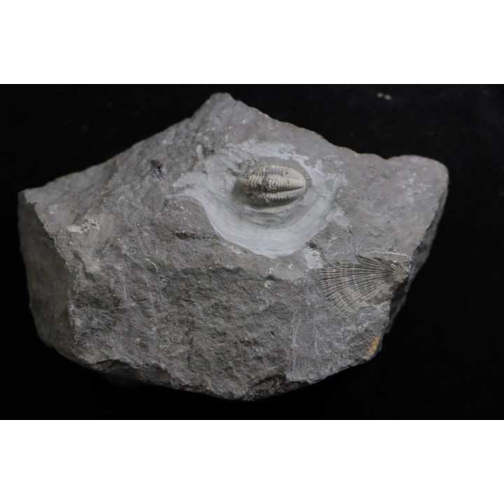 CUMMINGELLA JONESII - Tournaisian Carboniferous - Belgium