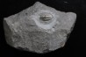 CUMMINGELLA JONESII - Tournaisien, Carbonifère - Belgique