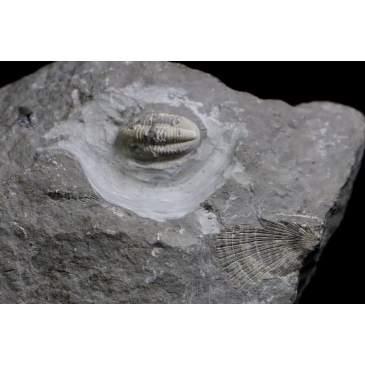 CUMMINGELLA JONESII - Tournaisian Carboniferous - Belgium