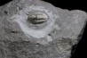 CUMMINGELLA JONESII - Tournaisien, Carbonifère - Belgique