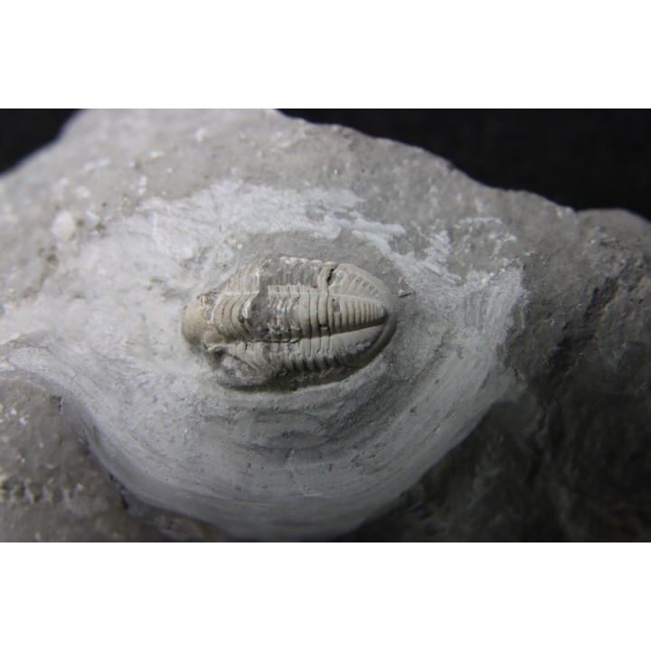 CUMMINGELLA JONESII - Tournaisien, Carbonifère - Belgique