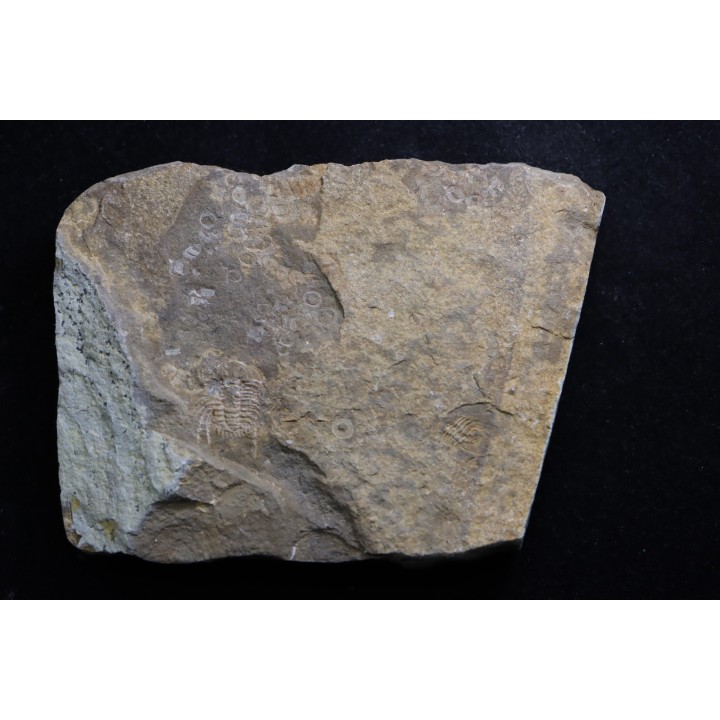Diacanthaspis (Acanthalomina) minuta - Silurian - Czech Republic