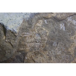 Diacanthaspis (Acanthalomina) minuta - Silurian - Czech Republic