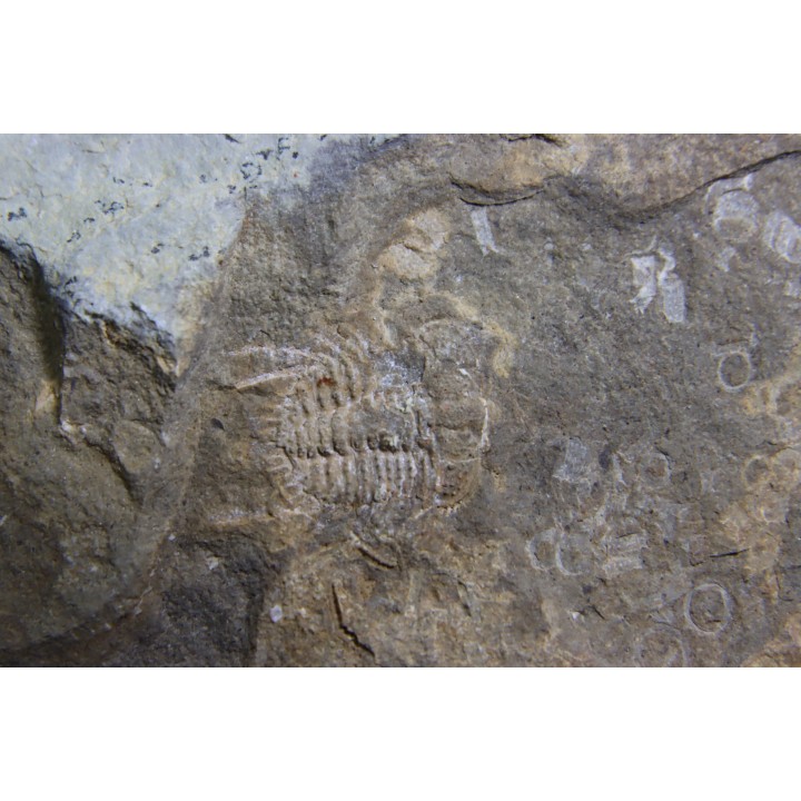 Diacanthaspis (Acanthalomina) minuta - Silurian - Czech Republic