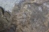 Diacanthaspis (Acanthalomina) minuta - Silurian - Czech Republic