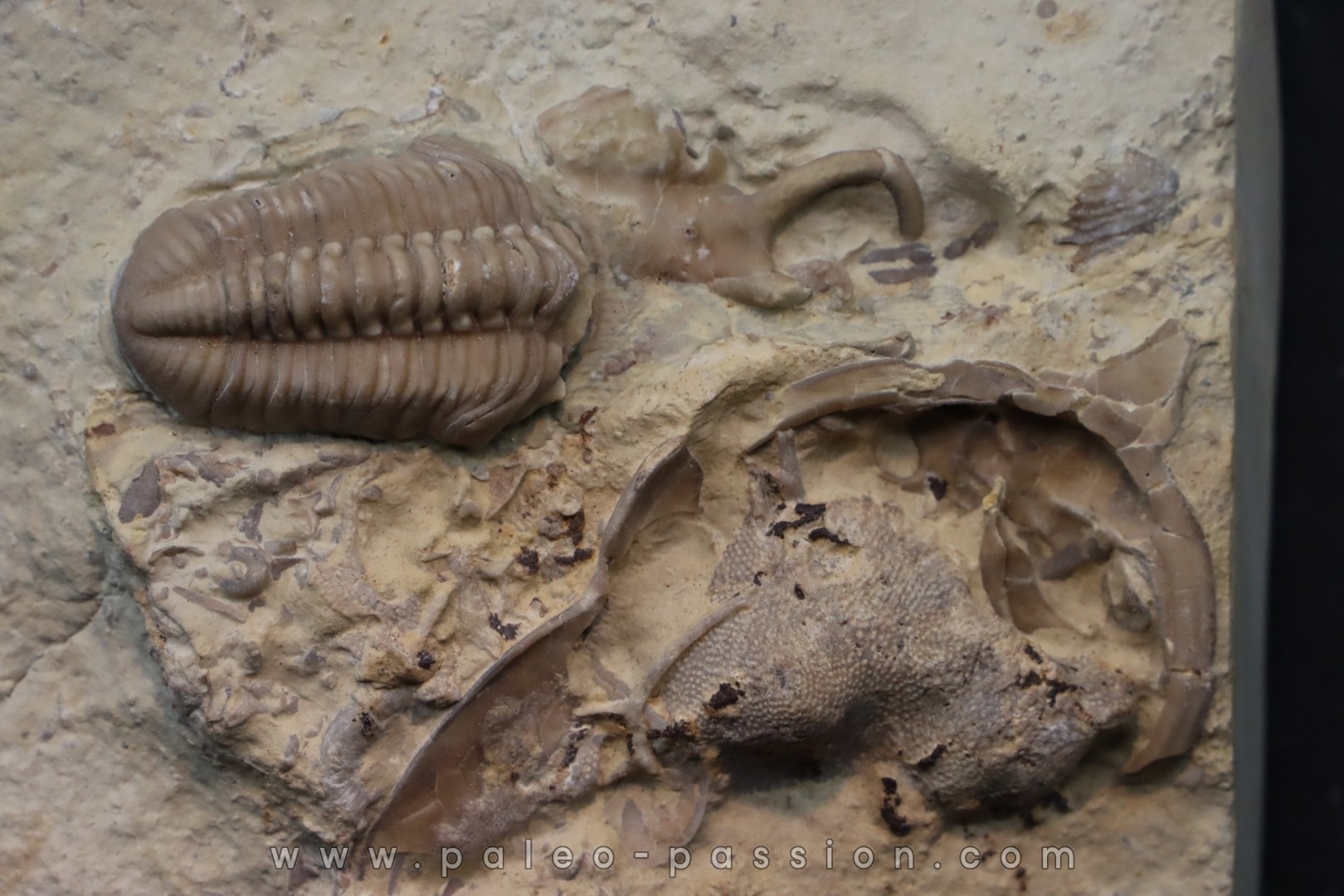 association de trilobites du Lochkovien ( dévonien inférieur) - haragan FMT- Oklahoma - USA