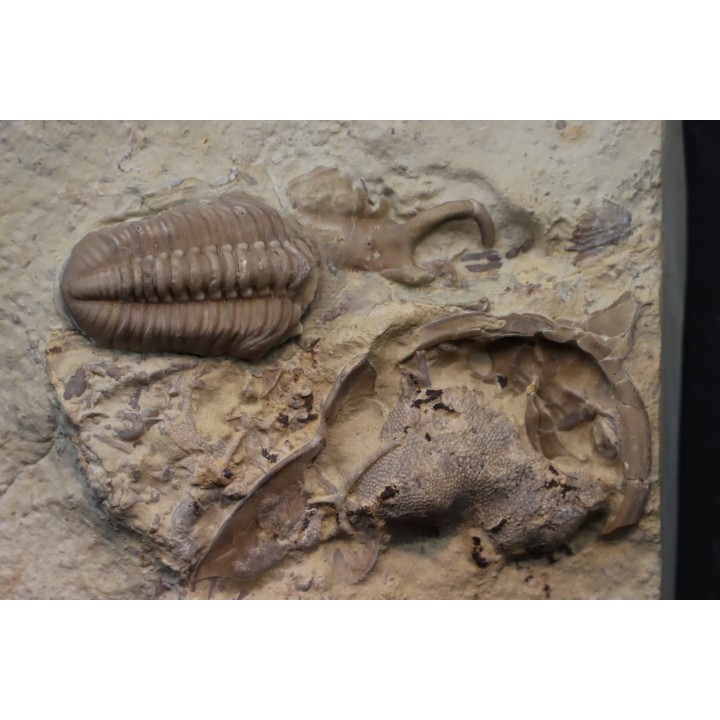 association de trilobites du Lochkovien ( dévonien inférieur) - haragan FMT- Oklahoma - USA