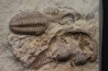 association de trilobites du Lochkovien ( dévonien inférieur) - haragan FMT- Oklahoma - USA