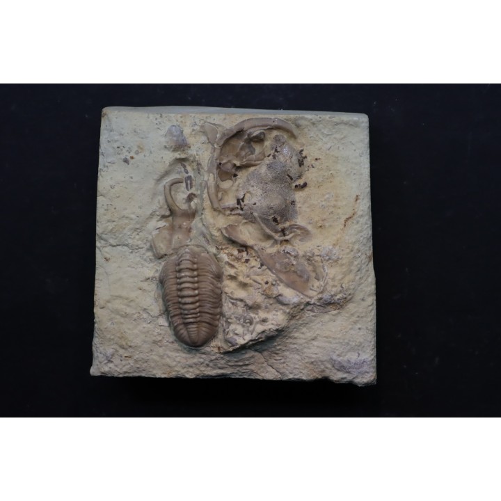 association de trilobites du Lochkovien ( dévonien inférieur) - haragan FMT- Oklahoma - USA