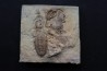 association de trilobites du Lochkovien ( dévonien inférieur) - haragan FMT- Oklahoma - USA